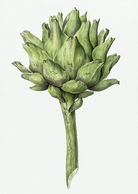 Artichoke illustration