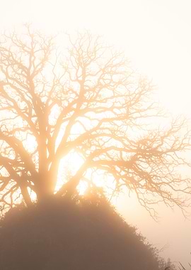 Ethereal Sunrise Through Winter Branches