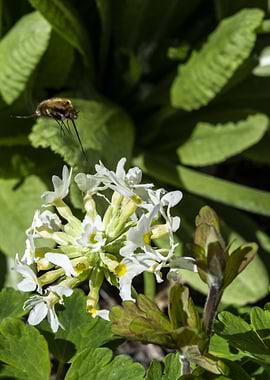 Bee fly near white flowers