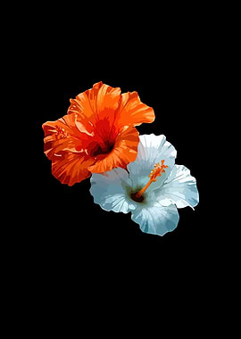 Two Hibiscus Flowers