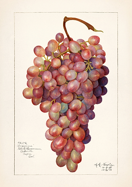 Vintage Painting of Angelina Grapes