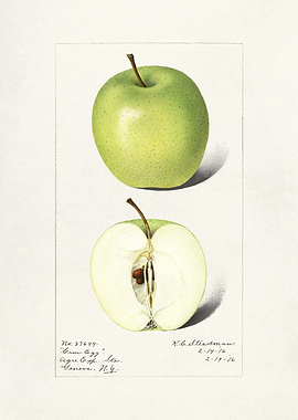 Illustration of a Green Apple
