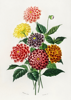 Vintage Dahlia Flower Illustration