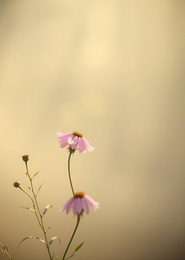 Delicate Pink Coneflowers in Soft Light