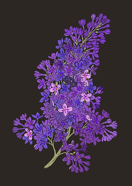 Purple Lilac Flower Branch
