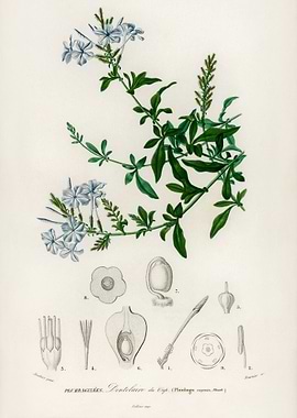 Botanical Illustration of Plumbago