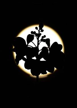 Silhouette of a plant against the moon