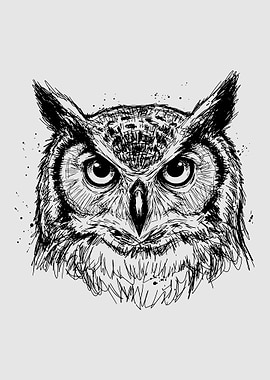 Sketch of an Owl's Face