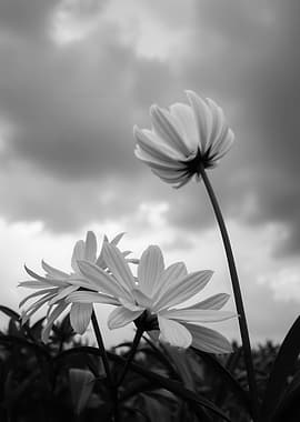 Black and White Daisies Against Cloudy Sky