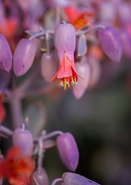 Close-up of Pink and Orange Succulent Flowers