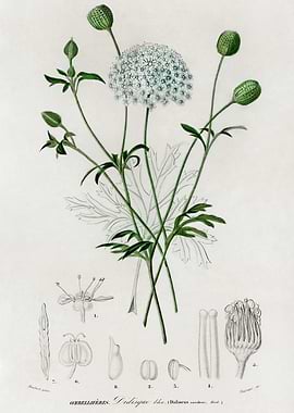 Botanical Illustration of Didiscus caeruleus