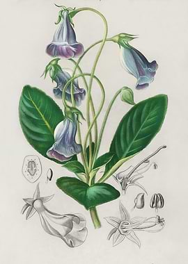 Botanical Illustration of Bellflowers
