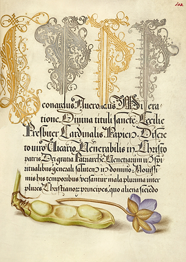 Illuminated Manuscript with Botanical Illustration