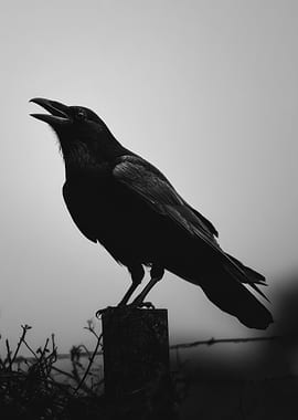Silhouette of a Raven on a Post