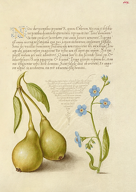 Pears and Forget-Me-Nots with Latin Text