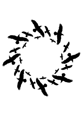Silhouette Flock of Birds Flying in Circle