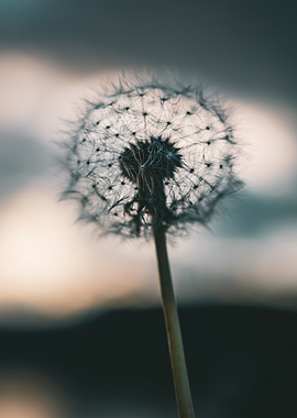 Dandelion seed head close-up