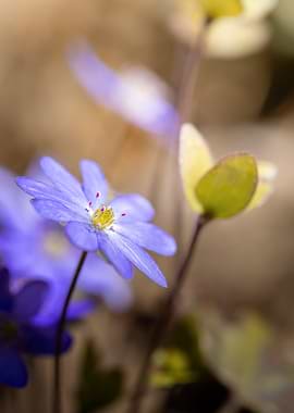 Close-up of a delicate blue wildflower