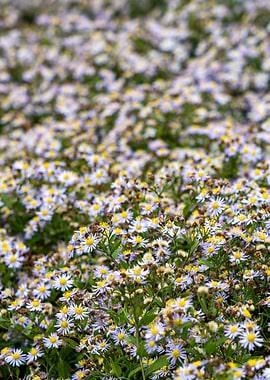 Field of Purple and Yellow Wildflowers