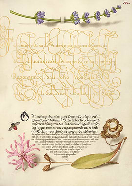Illuminated Manuscript with Botanical Illustrations