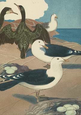 Seagulls and Cormorants by the Sea