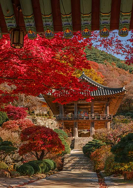 Korean Autumn Temple with Red Maple Leaves