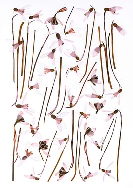 Pressed Snowdrops on White Background