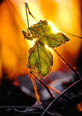 Burning Leaf
