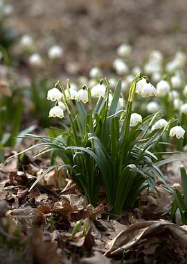 Spring Snowflake Flowers in Forest