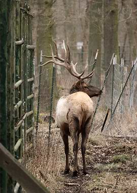 Elk with large antlers near a fence