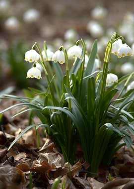 Spring Snowflake Flowers in Forest