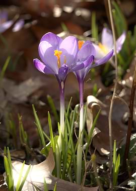 Purple Crocus Flowers in Spring
