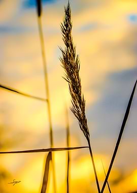 Golden Silhouette