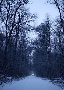 Winter Forest Path with Light