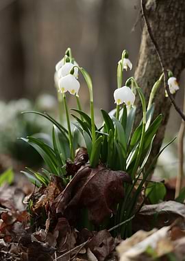 Spring Snowflake Flowers in Forest