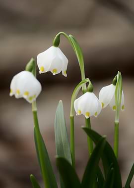 Spring Snowflake Flowers
