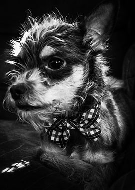 The Dapper Gentleman