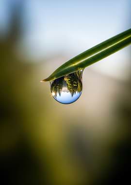 Forest Reflection in Water Drop