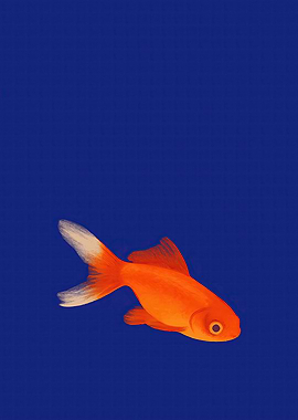 Orange Goldfish on Blue Background
