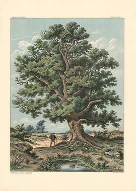 Man walking by a large oak tree