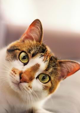 Close-up of a Calico Cat's Face