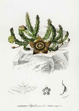 Asclepiadeae Stapelia Panachée Botanical Illustration