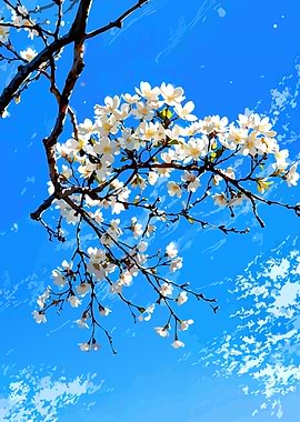 Cherry Blossoms Against Blue Sky