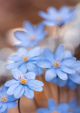Delicate Blue Spring Flowers