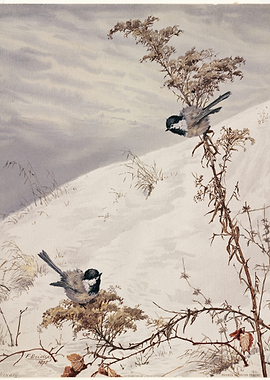 Two Chickadees in Winter Snow