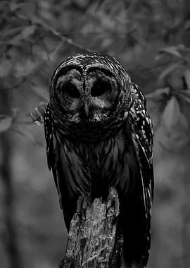 Close-up of a Barred Owl