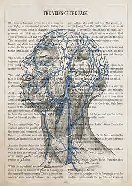 Anatomical Veins of the Face Diagram