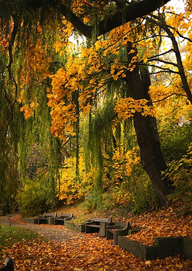 Autumn park with benches and fallen leaves