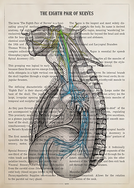 The Eighth Pair of Nerves Anatomical Illustration