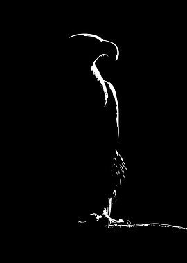Silhouette of an eagle in darkness
